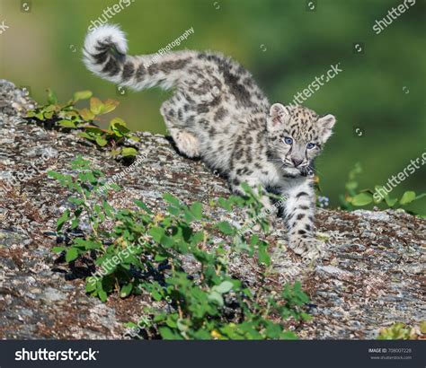 Cute Baby Snow Leopard Cubs