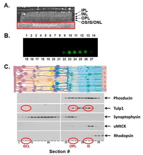 Photoreceptor Compartment-Specific TULP1 Interactomes