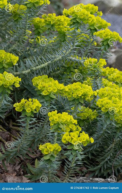 Gopher Euphorbia Rigida Greenishyellow Foto de Stock - Imagem de flora, inflorescência: 276381742