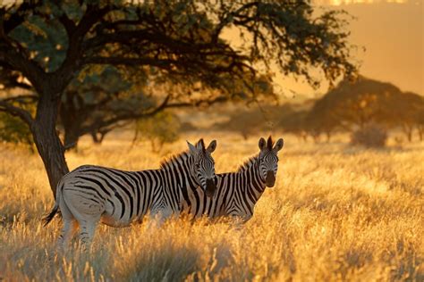 Bing Zebra Wallpaper 的图像结果