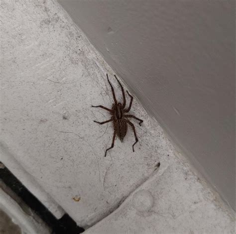 Is this the biggest wolf spider I've ever seen? Or something else ...