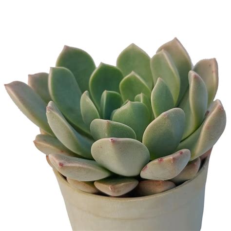 Buy Succulent Plants Online at Best Price & Online Delivery – Page 3 ...