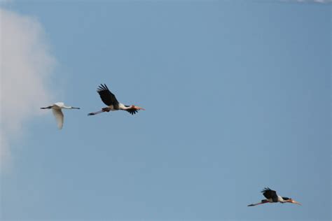 Half a dozen species show sharp decline in migration pattern