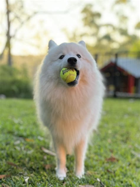 Throw Ball No Take at Abby Thorn blog