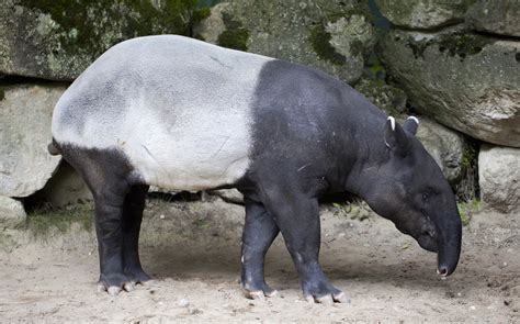 File:Tapir malayo (Tapirus indicus), Tierpark Hellabrunn, Múnich ...