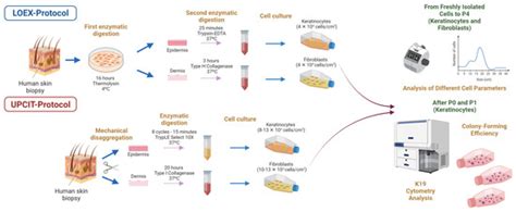 Comparison of Two Human Skin Cell Isolation Protocols and Their ...