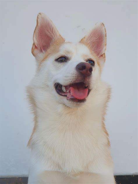 Frankie na masungit vs Frankie na good girl : r/CasualPH