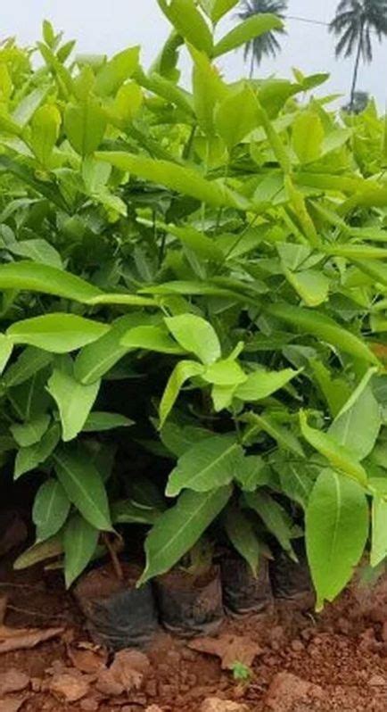 Water Apple Plant Manufacturer, Supplier from Rajahmundry