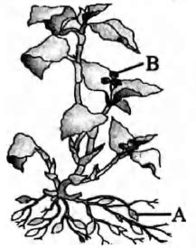 Identify the plant correctly and find out the correct match.
