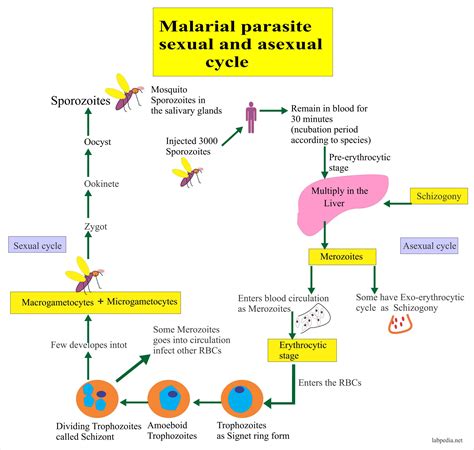 Malarial Parasite - Part 1 - Malaria parasite, Plasmodium Life Cycle And Diagnosis - Labpedia.net