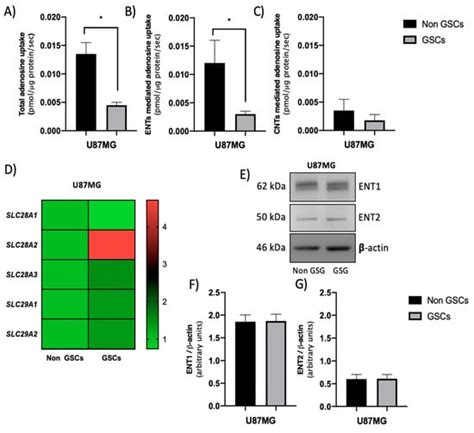 Decreased Equilibrative Nucleoside Transporter 1 (ENT1) Activity ...