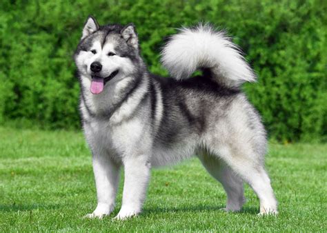 Alaskan Malamute | Temperament, Size, Lifespan & Health Issues | Britannica