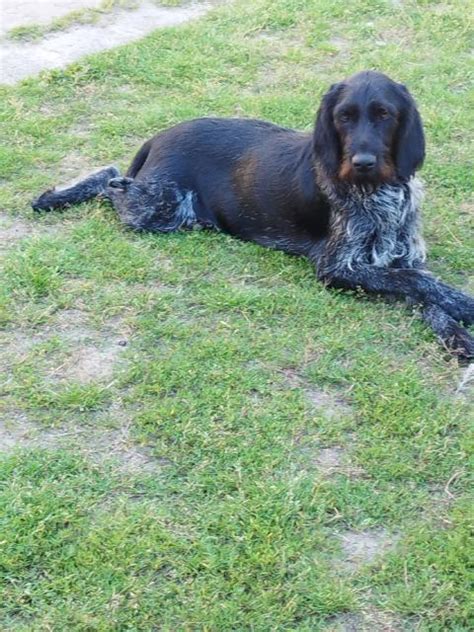 Deutsch Drahthaar Welpen in Hessen | Tiere | Kleinanzeigen