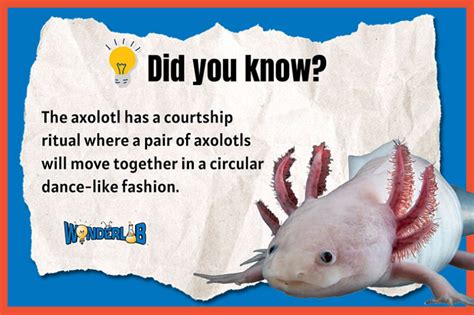 Axolotl Fun Facts - WonderLab