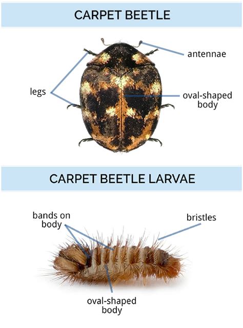 Can Carpet Beetles Bite