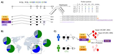 Human APOBEC3 Variations and Viral Infection