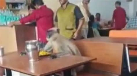 Monkey joins hotel guests for breakfast in Karnataka, viral video melts ...