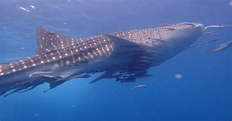 The 5 Best Dive Schools In Koh Samui, Thailand