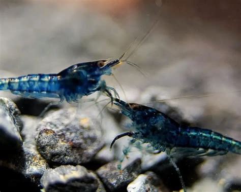 Image result for Java Moss Carpet