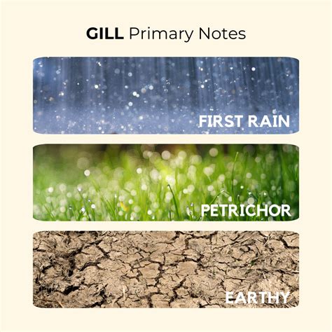 Gil (Mitti) | First Rain, Petrichor, Earthy | Attar 10ml – SCENTKART