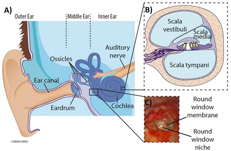 Ear Anatomy Oval Window