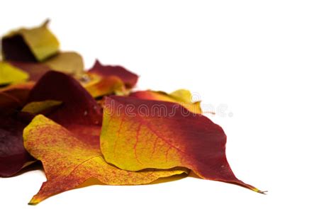 秋天留下白色 库存照片. 图片 包括有 自治权, 特写镜头, 季节性, 秋天, 橙色, 空白, 黄色, 叶子 - 7259128