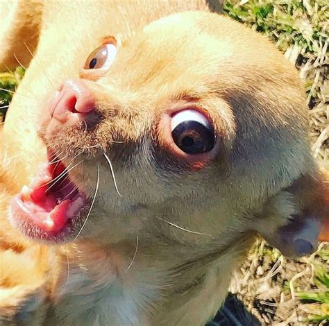 Oh my lol | Funny dog faces, Funny chihuahua pictures, Funny animal ...