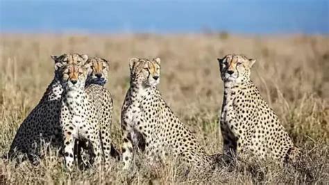 5 more cheetahs to be released into Madhya Pradesh’s Kuno before ...