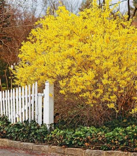 18 Spring-Flowering Shrubs to Add to Your Yard for Early Color