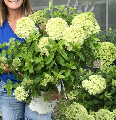 Shrub Hydrangea Limelight - Fergusons Garden Center