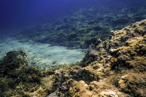 Bottom of the Sea 的图像结果