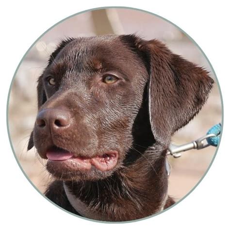 Labrador Retriever Eye Color 的图像结果