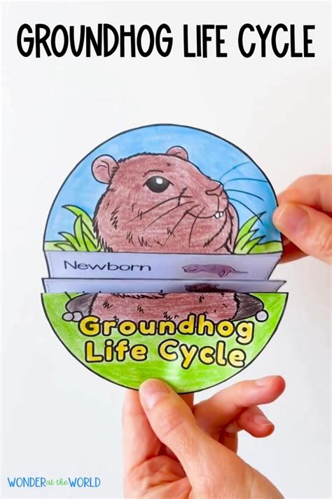 Image result for Ladybug Life Cycle Printable