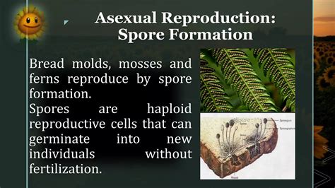 Reproduction of plants and simple animals | PDF