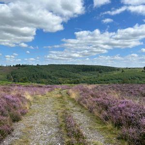 Final walk of 2024! Cannock Chase 2 Trigs Walk, Cannock Chase Visitor ...