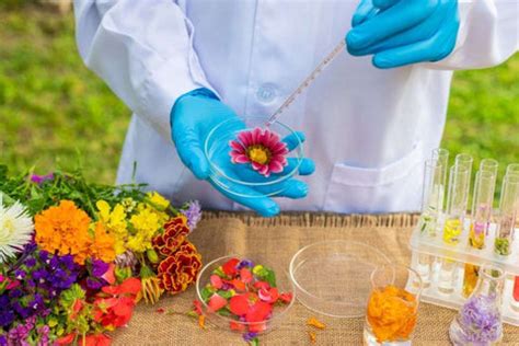 Perfume Extraction Types: Methods, Process & Techniques Explained ...