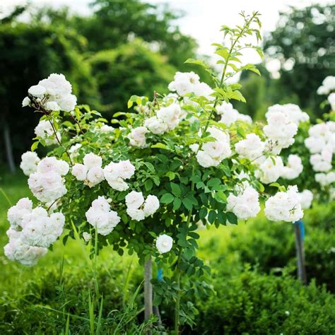 White Iceberg Tree Rose | Plants Express