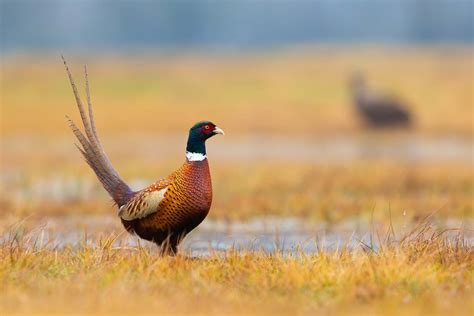 The Ultimate Pheasant Hunt | Lake Andes South Dakota | Fay Ranches