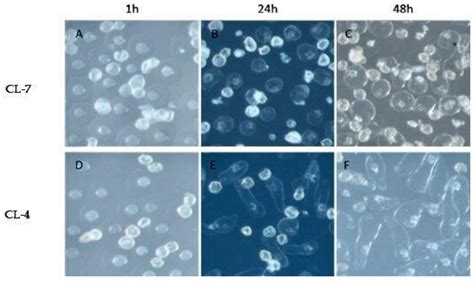 Metabolomic Analysis of Pollen Grains with Different Germination ...