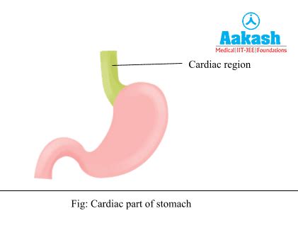 Stomach: Structure, Layers & digestive System | AESL