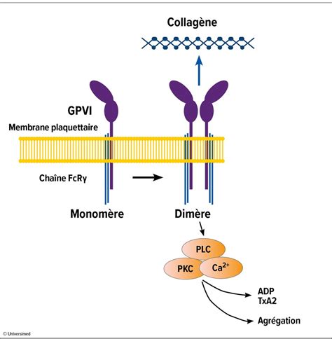ISTH: thrombolyse, prédiction du risque, prophylaxie de l’hémophilie ...