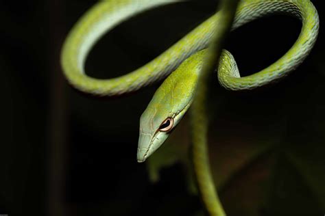 Vine Snake Indian Snakes Indian Snakebite Initiative