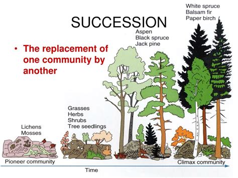 Image result for Example of Succession