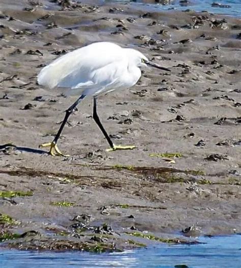 Image result for Bird Fail