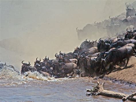 KENYA TANZANIA SAFARI - All You Need to Know BEFORE You Go 2026 (with ...