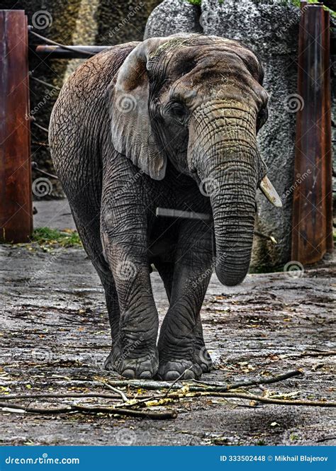 Walking african elephant 5 stock photo. Image of stamp - 333502448