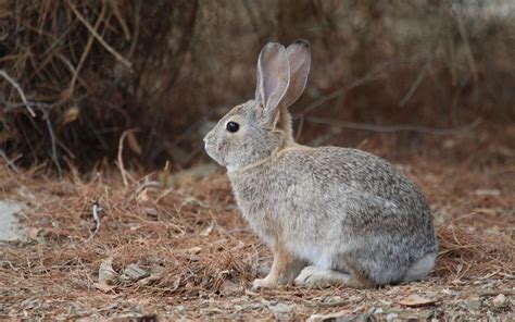 Download wallpaper 2560x1600 rabbit, wild, animal widescreen 16:10 hd ...