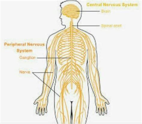 what is nervous system - Brainly.in