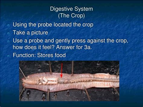 PPT - Earthworm Internal Anatomy Dissection Lab Guide PowerPoint Presentation - ID:9146162