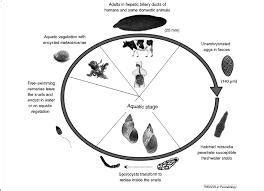 Life cycle graphic represention of fasciola hepatica - Brainly.in